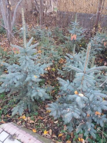 Саженцы деревьев: Ели at lalafo.kg Саженцы деревьев: Ели