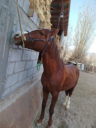 Продаю | Конь (самец) | Полукровка | Рабочий at lalafo.kg Продаю | Конь (самец) | Полукровка | Рабочий