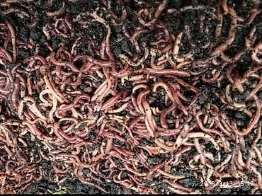 Удобрение Гумус, Платная доставка, Самовывоз, Бесплатная доставка at lalafo.kg Удобрение Гумус, Платная доставка, Самовывоз, Бесплатная доставка