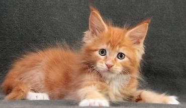 Мейн-кун, 1 месяц, Мальчик, Красный, Приучена к лотку at lalafo.kg Мейн-кун, 1 месяц, Мальчик, Красный, Приучена к лотку