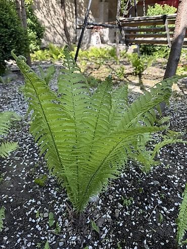 Продаю папоротник очень красивые многолетние цена за куст 50 сомтел at lalafo.kg Продаю папоротник очень красивые многолетние цена за куст 50 сомтел