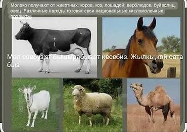 Бодо мал соебуз, ресторандарга бышырып тартып беребиз, Жылкы кой at lalafo.kg Бодо мал соебуз, ресторандарга бышырып тартып беребиз, Жылкы кой