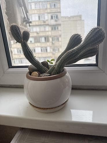 Кактус at lalafo.kg Кактус