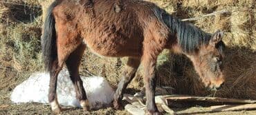 Продаю | Жеребенок | Рабочий at lalafo.kg Продаю | Жеребенок | Рабочий