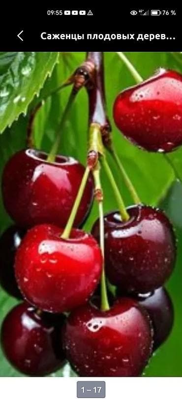 Саженцы плодовых деревьев — черешня. - Сортовая черешня с крупными at lalafo.kg Саженцы плодовых деревьев — черешня. - Сортовая черешня с крупными