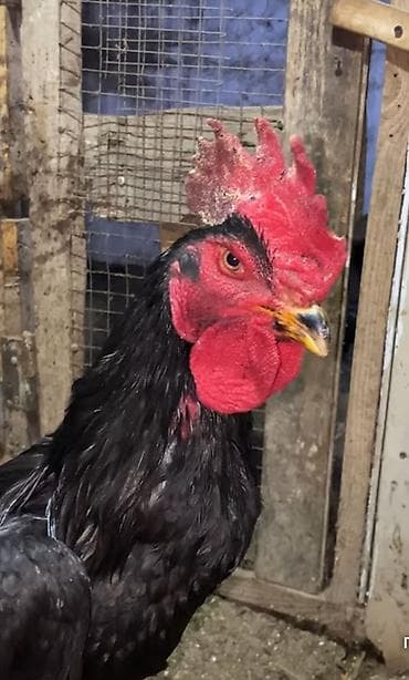 Продаю | Петух | Для разведения at lalafo.kg Продаю | Петух | Для разведения