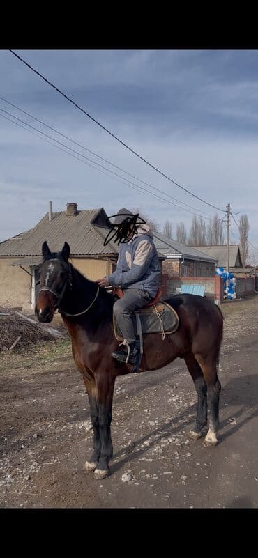 Продаю | Жеребец | Рабочий at lalafo.kg Продаю | Жеребец | Рабочий