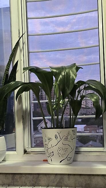 Домашние комнатные растения в горшках: 1) Сансевиерия (Sansevieria at lalafo.kg Домашние комнатные растения в горшках: 1) Сансевиерия (Sansevieria