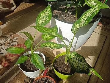 Диффенбахия вечно зелёный (Dieffenbachia) в горшках - Разновидность at lalafo.kg Диффенбахия вечно зелёный (Dieffenbachia) в горшках - Разновидность