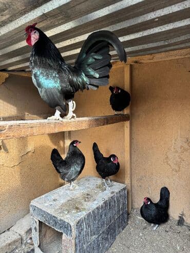 Продаю | Петух, Куры at lalafo.kg Продаю | Петух, Куры