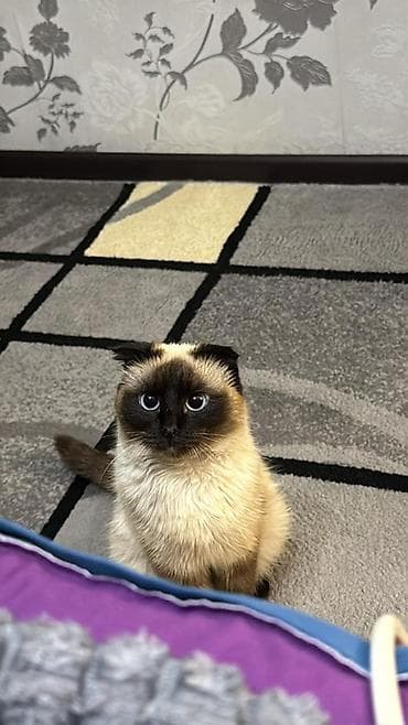 Скотиш Фолд (Шотландская вислоухая), 5 месяцев, Мальчик at lalafo.kg Скотиш Фолд (Шотландская вислоухая), 5 месяцев, Мальчик