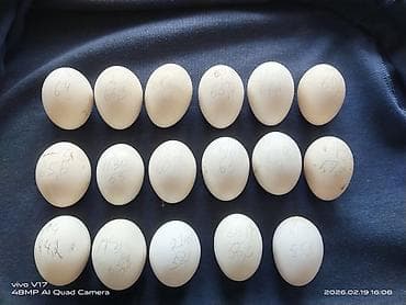 Продаю | Инкубационные яйца | Для разведения at lalafo.kg Продаю | Инкубационные яйца | Для разведения