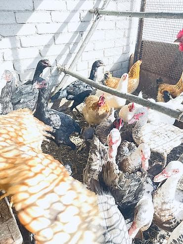 Продаю цена сразу Окончательную напишу, Бойцовые курочки по две at lalafo.kg Продаю цена сразу Окончательную напишу, Бойцовые курочки по две