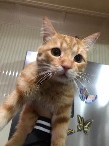 Беспородная, 2 года, Мальчик, Рыжий, Приучена к лотку at lalafo.kg Беспородная, 2 года, Мальчик, Рыжий, Приучена к лотку