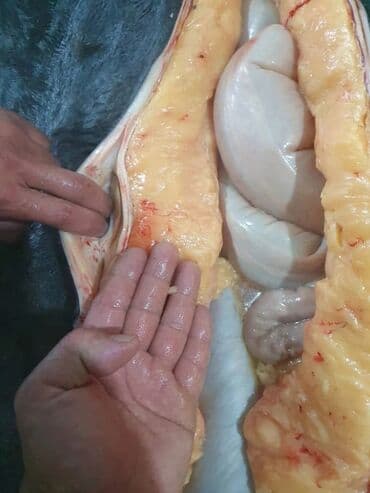 Тай Эти.Заказ алабыз Уйлонуу той, Куран окутуу, Кыз узатуу. Устукандап at lalafo.kg Тай Эти.Заказ алабыз Уйлонуу той, Куран окутуу, Кыз узатуу. Устукандап