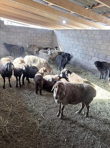 Продаю | Овца (самка), Ягненок | Полукровка | Для разведения at lalafo.kg Продаю | Овца (самка), Ягненок | Полукровка | Для разведения
