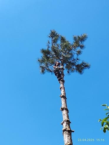 Lotus: Профессиональный спил деревьев любой сложности! быстро и at lalafo.kg — 1 Lotus: Профессиональный спил деревьев любой сложности! быстро и — 1