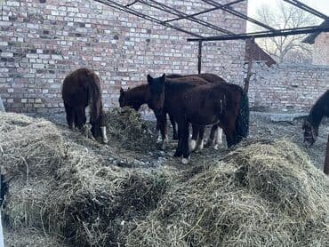 Продаю | Жеребенок | Для разведения at lalafo.kg Продаю | Жеребенок | Для разведения