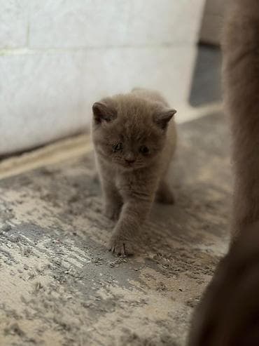 Британская короткошёрстная, 1 месяц, Девочка, Лиловый, Приучена к лотку at lalafo.kg Британская короткошёрстная, 1 месяц, Девочка, Лиловый, Приучена к лотку