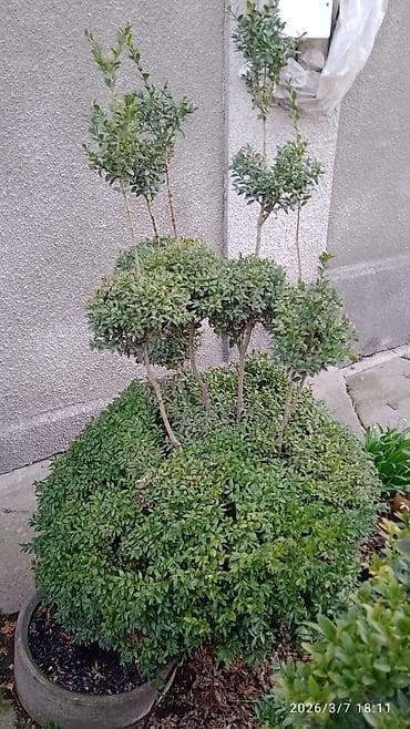 Самшит: Самшит (Buxus) — декоративные кусты и сформированные топиарные формы lalafo.kg да — 1 Самшит: Самшит (Buxus) — декоративные кусты и сформированные топиарные формы — 1
