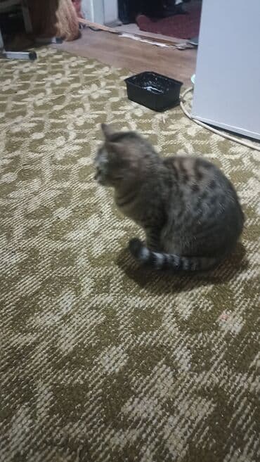 Котята домашние, короткошёрстные. Описание: - Один котёнок окраса at lalafo.kg Котята домашние, короткошёрстные. Описание: - Один котёнок окраса