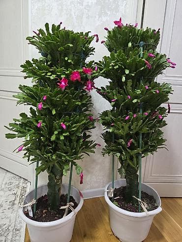 Зигокактус (рождественник, шлюмбергера) штамбовой формы в горшке. - at lalafo.kg Зигокактус (рождественник, шлюмбергера) штамбовой формы в горшке. -