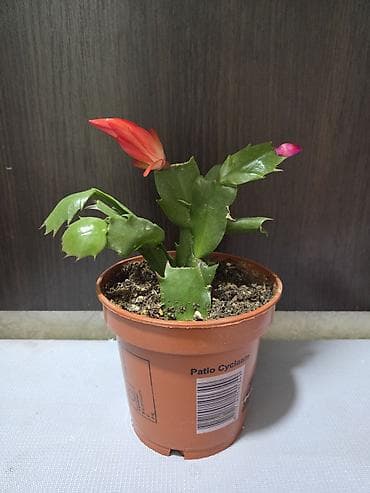 Декабрист оранжевый на подвое кактуса + калатея украшенная (два at lalafo.kg Декабрист оранжевый на подвое кактуса + калатея украшенная (два