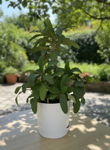 Комнатное растение «Молочай Миля» (Euphorbia milii, «Корона Христа») в at lalafo.kg Комнатное растение «Молочай Миля» (Euphorbia milii, «Корона Христа») в