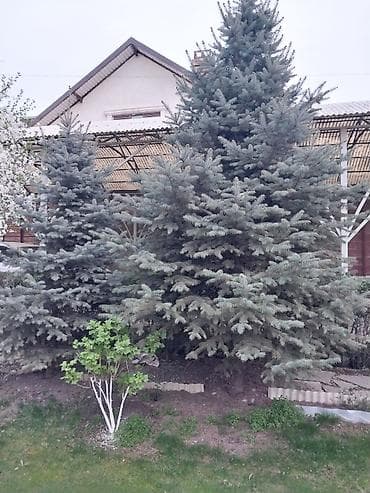 Ели голубые для озеленения участка за дешево! at lalafo.kg Ели голубые для озеленения участка за дешево!