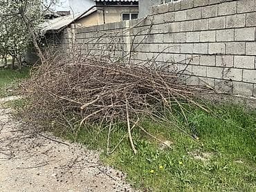 Чычырканак: Шиповник
Бекер lalafo.kg да — 1 Чычырканак: Шиповник
Бекер — 1