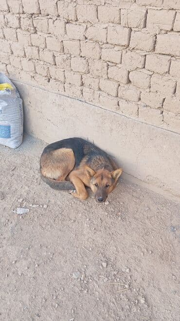 Порода/тип: молодая собака средних размеров, типаж овчарки (корпус at lalafo.kg Порода/тип: молодая собака средних размеров, типаж овчарки (корпус