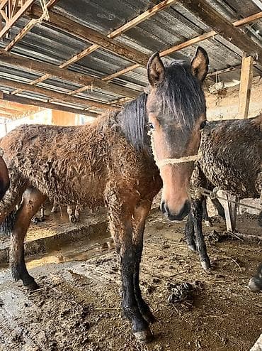 Продаю | Жеребенок | Английская | Для разведения | Мерин at lalafo.kg Продаю | Жеребенок | Английская | Для разведения | Мерин