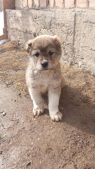 Алабай, 1 месяц, Самец at lalafo.kg Алабай, 1 месяц, Самец