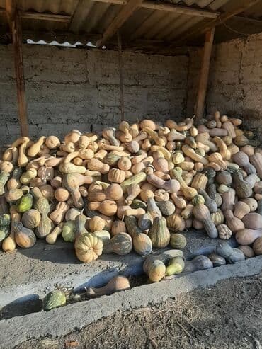 Тыква 🎃 at lalafo.kg Тыква 🎃