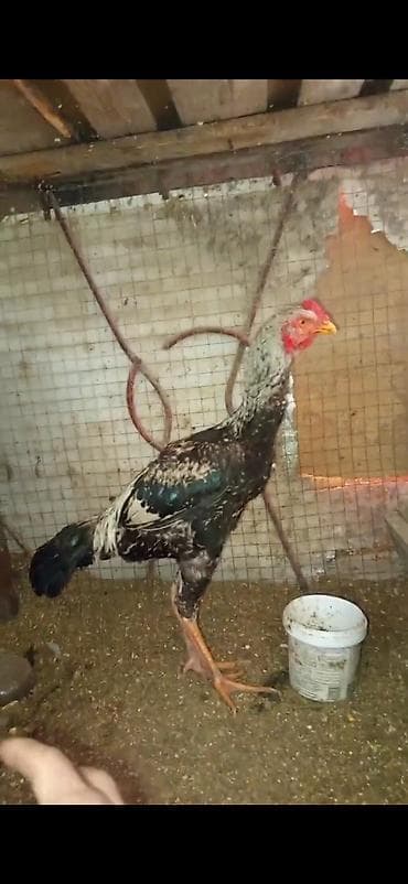 Продаю | Петух | Бойцовая | Для разведения at lalafo.kg Продаю | Петух | Бойцовая | Для разведения