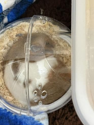 Деңиз чочколору: Пластиковая клетка-домик для хомячка Хомячок девочка 1,5 месяца 🐹 lalafo.kg да — 5 Деңиз чочколору: Пластиковая клетка-домик для хомячка Хомячок девочка 1,5 месяца 🐹 — 5