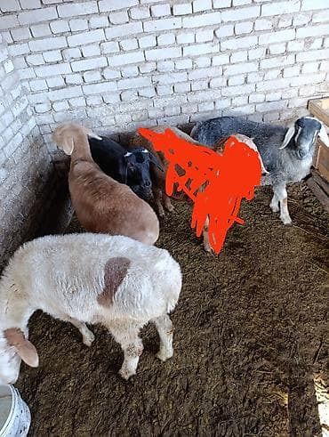 Продаю | Ягненок | Для разведения at lalafo.kg Продаю | Ягненок | Для разведения