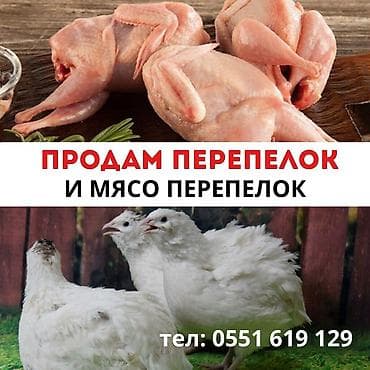 Мускус өрдөк эти: Перепёлки и мясо перепёлок. - Живые перепёлки для разведения или lalafo.kg да — 1 Мускус өрдөк эти: Перепёлки и мясо перепёлок. - Живые перепёлки для разведения или — 1