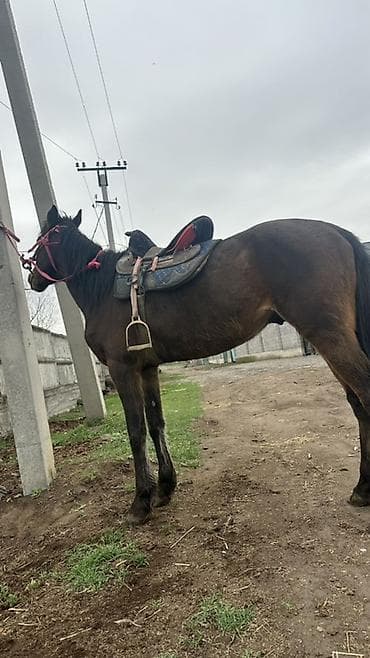 Продаю | Жеребец | Рабочий at lalafo.kg Продаю | Жеребец | Рабочий