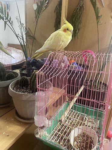 Попугай КОРЕЛЛА вместе с клеткой
3000 сом at lalafo.kg Попугай КОРЕЛЛА вместе с клеткой
3000 сом