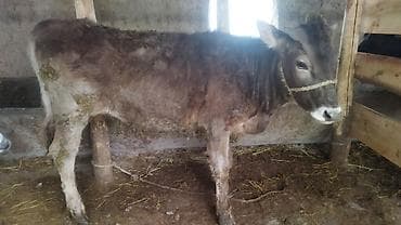 Сатам | Музоо | Аргын | Бордоп семиртүү үчүн | Байланган lalafo.kg да Сатам | Музоо | Аргын | Бордоп семиртүү үчүн | Байланган