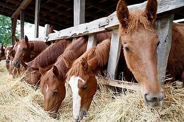 Чабандар: Талап кылынат Малчы, Төлөм: Ай сайын, Тамактануу lalafo.kg да — 2 Чабандар: Талап кылынат Малчы, Төлөм: Ай сайын, Тамактануу — 2