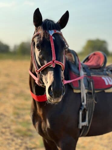 Продаю | Жеребец | Полукровка | Конный спорт at lalafo.kg Продаю | Жеребец | Полукровка | Конный спорт