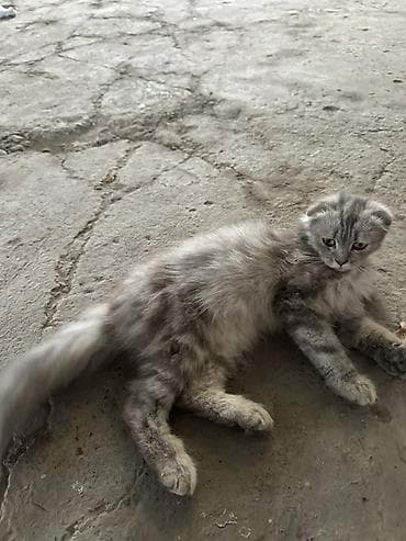 Скотиш Фолд (Шотландская вислоухая), 1 год, Мальчик, Серый at lalafo.kg Скотиш Фолд (Шотландская вислоухая), 1 год, Мальчик, Серый