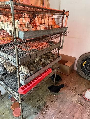 Продаю клетку для перепел at lalafo.kg Продаю клетку для перепел