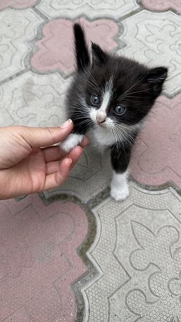 Отдам даром! Котята,1,5 месяца. Беспородные - Один черно-белый at lalafo.kg Отдам даром! Котята,1,5 месяца. Беспородные - Один черно-белый