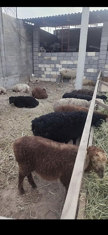Сатам | Ургаачы кой (ургаачы) lalafo.kg да Сатам | Ургаачы кой (ургаачы)
