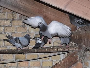 Стирка, прачечная: Очистка чердака чистим чердаки от голубиного помета очистка at lalafo.kg — 1 Стирка, прачечная: Очистка чердака чистим чердаки от голубиного помета очистка — 1