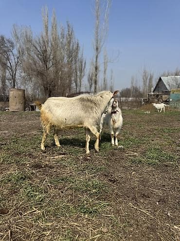 Продаю | Козёл (самец) | Зааненская | Для разведения | Осеменитель at lalafo.kg Продаю | Козёл (самец) | Зааненская | Для разведения | Осеменитель