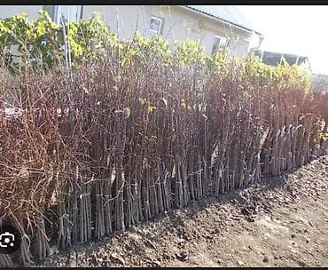 Плодовые саженцы домашний питомник at lalafo.kg Плодовые саженцы домашний питомник